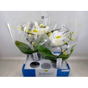 Phalaenopsis   ...white