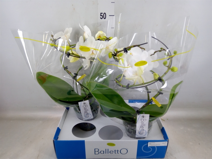 <h4>Phalaenopsis   ...white</h4>
