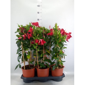 Mandevilla sand. 'SumStar Red'