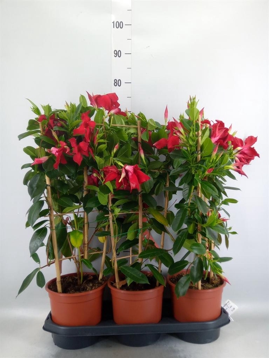<h4>Mandevilla sand. 'SumStar Red'</h4>