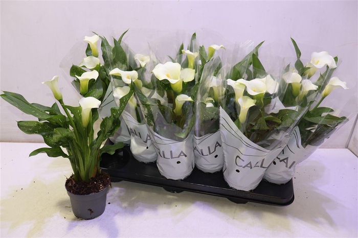 <h4>Zant Capt Fresco</h4>