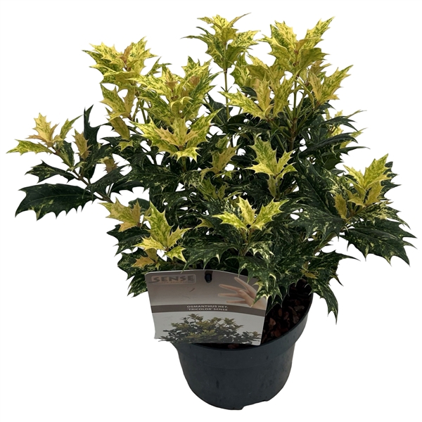 <h4>Osmanthus het. 'Tricolor' sense</h4>