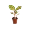 AGLAONEMA KARAT P12