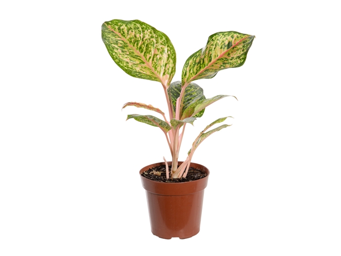 <h4>AGLAONEMA KARAT P12</h4>