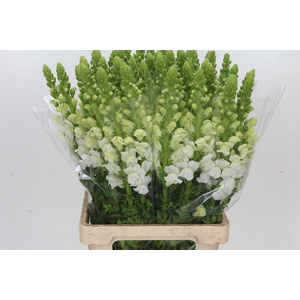 Antirrhinum Potomac White
