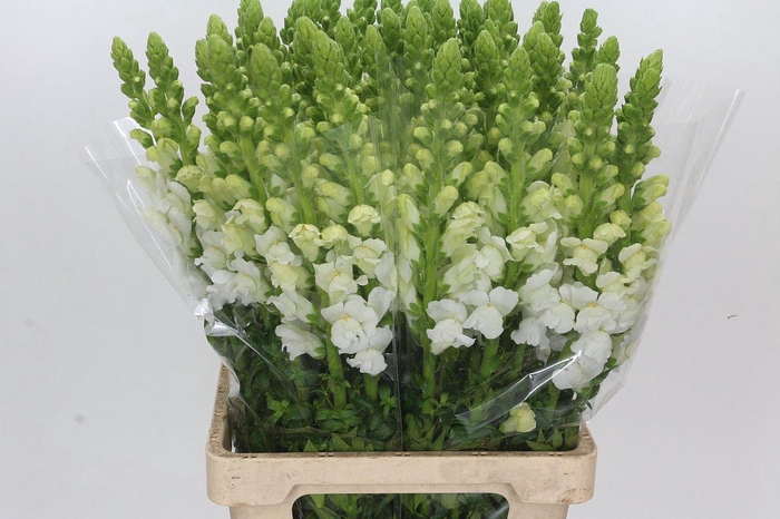 <h4>Antirrhinum Potomac White</h4>