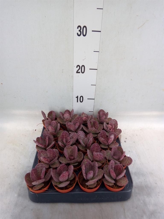 <h4>Kalanchoe NF   ...</h4>