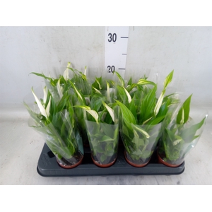 Spathiphyllum  'Pearl Cupido'