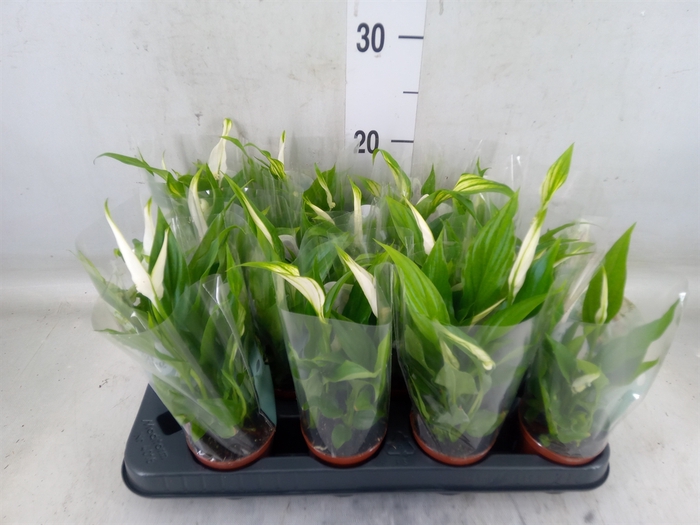 <h4>Spathiphyllum  'Pearl Cupido'</h4>