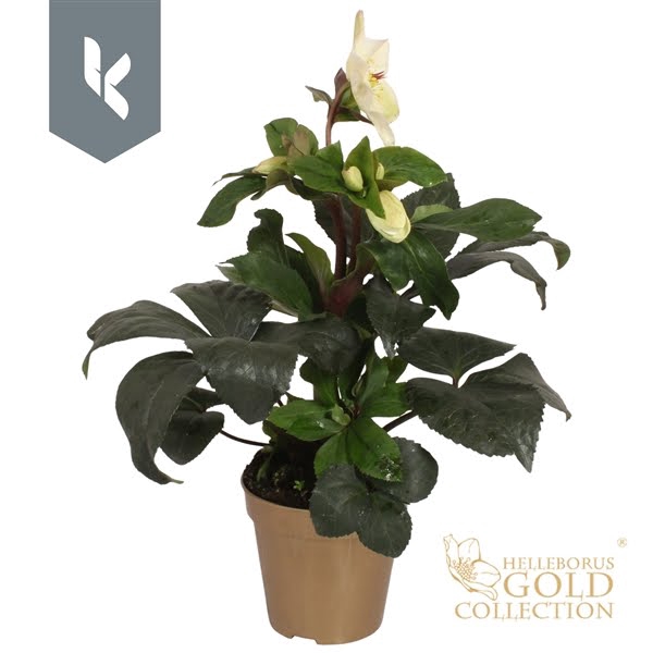 <h4>HGC Helleborus Ice N Roses White in gouden pot</h4>