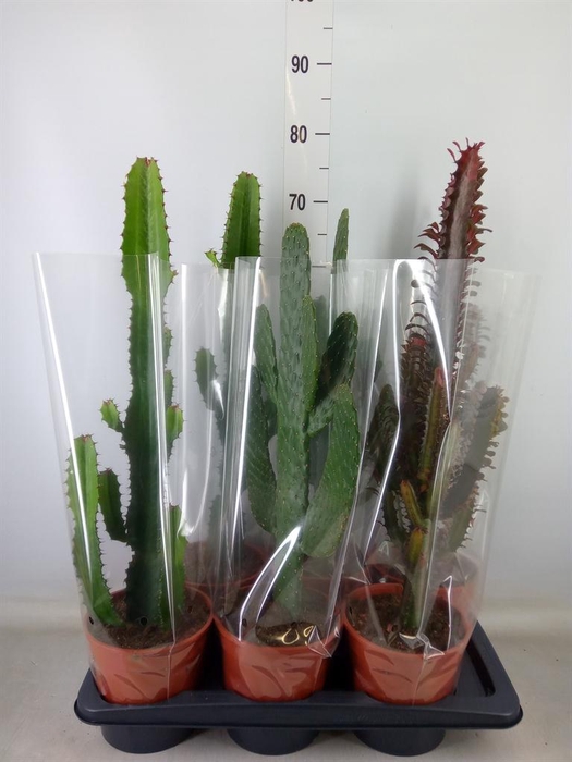 <h4>Cactus ...mix 3</h4>