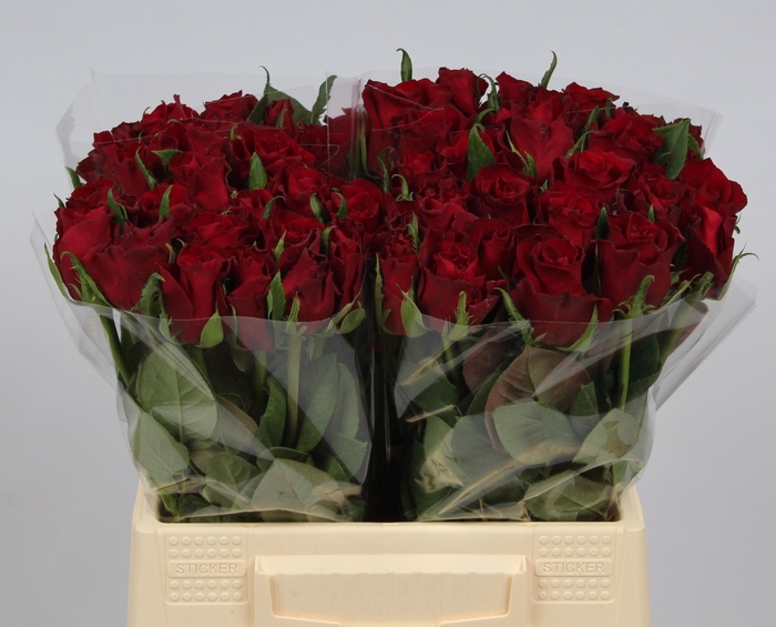 <h4>R GR EVER RED</h4>