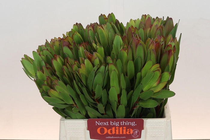 <h4>Leucadendron Goldstrike</h4>