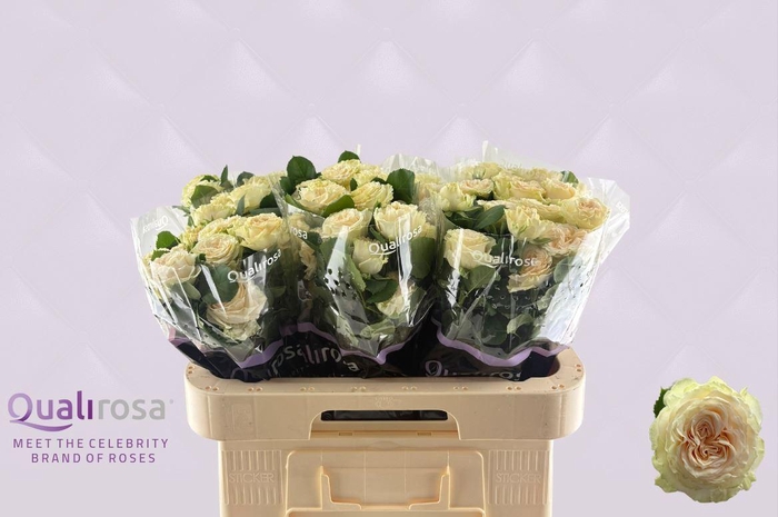 <h4>R Tr Summerrose</h4>