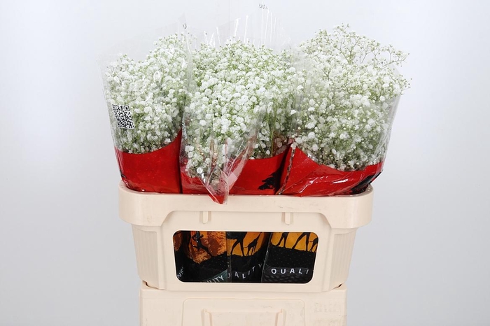 <h4>Gyps Pa Xlence</h4>