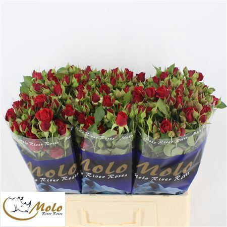 <h4>R Tr Mirabel</h4>