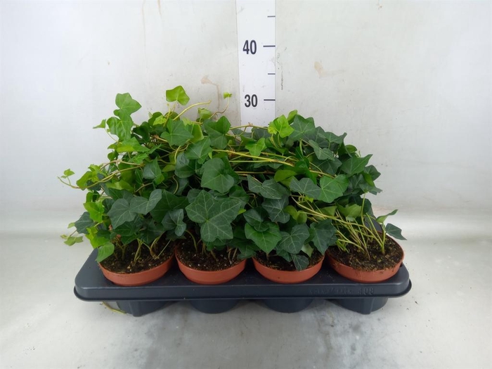 <h4>Hedera hibernica</h4>