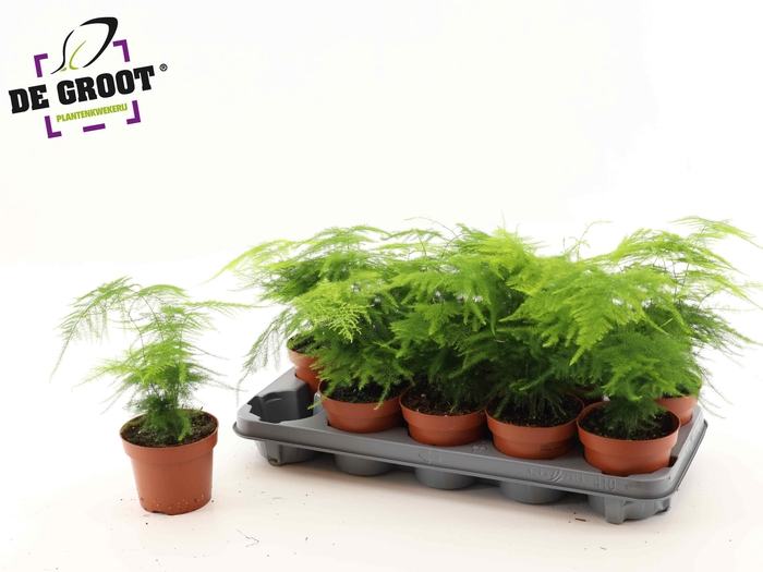 <h4>ASPAR SETACEUS</h4>