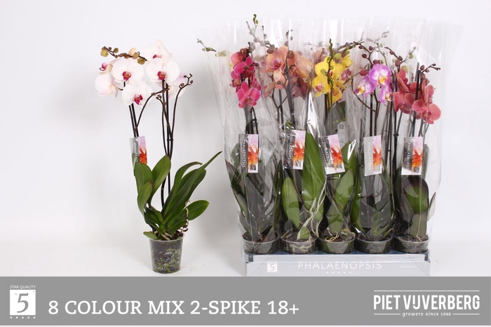 <h4>PHAL GEM 8 KL</h4>