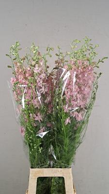 <h4>Delp Pink Perfection</h4>