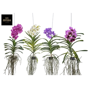 Vanda A2 Colour Mix