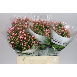 Bouv En Pink Jewel
