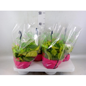 Scindapsus pictus 'Argyraeus'