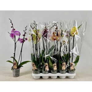 PHAL GEM