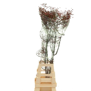 ROSA PLENTY 90CM