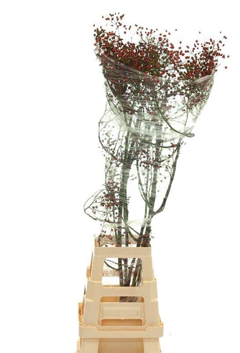 <h4>ROSA PLENTY 90CM</h4>