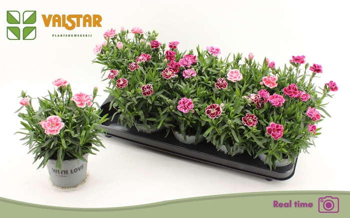 <h4>DIAN OSC GEM</h4>