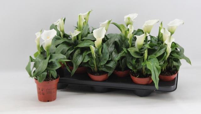 <h4>ZANT CAPT FRESCO</h4>