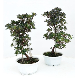 Rhododendron indicum - Azalea, trainingspot 16cm.