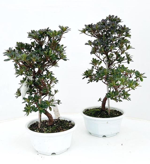<h4>Rhododendron indicum - Azalea, trainingspot 16cm.</h4>