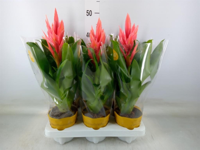 <h4>Tillandsia  'Ziva'</h4>