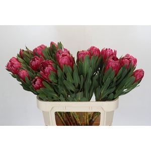 Protea Brenda