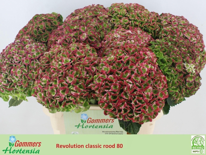<h4>HORT MAG REVOLUTION CLASSIC</h4>
