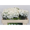 Dianthus Br Kiwi Bunny XXL
