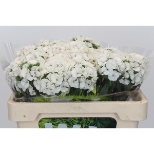 Dianthus Br Kiwi Bunny