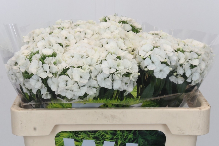 <h4>Dianthus Br Kiwi Bunny</h4>