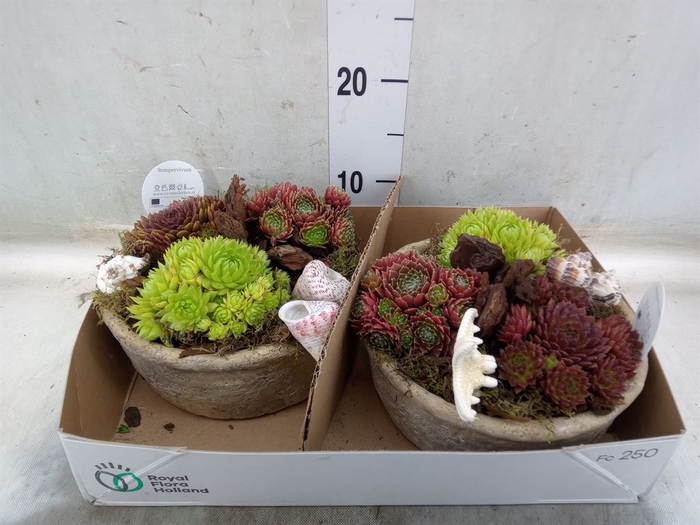 <h4>Arr.  Sempervivum L%</h4>