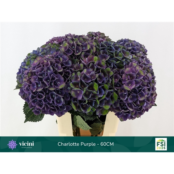 <h4>Hydr Charlotte Purple 60 cm Vicini</h4>