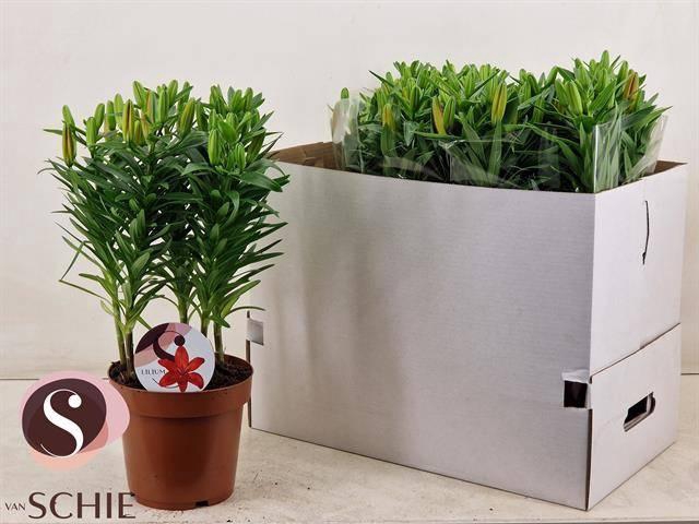 <h4>LIL AS MATRIX</h4>