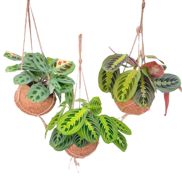 <h4>Maranta leuc.   ...</h4>