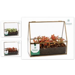 Glazen terrarium mini garden met Fittonia