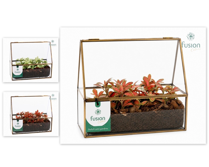 <h4>Glazen terrarium mini garden met Fittonia</h4>