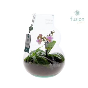 Green Bottle Olaf Medium met Phalaenopsis arrangement