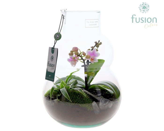 <h4>Green Bottle Olaf Medium met Phalaenopsis arrangement</h4>