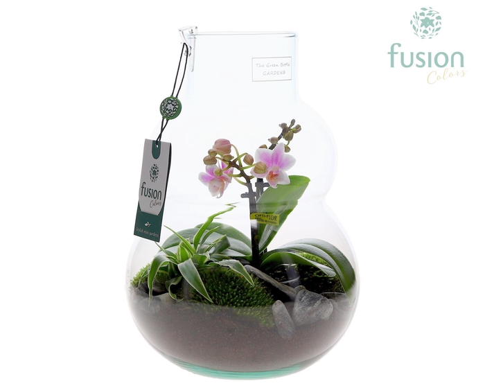 <h4>Green Bottle Olaf Medium met Phalaenopsis arrangement</h4>