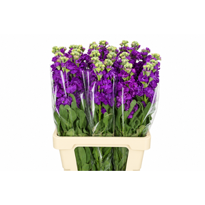 Matthiola Iron Purple